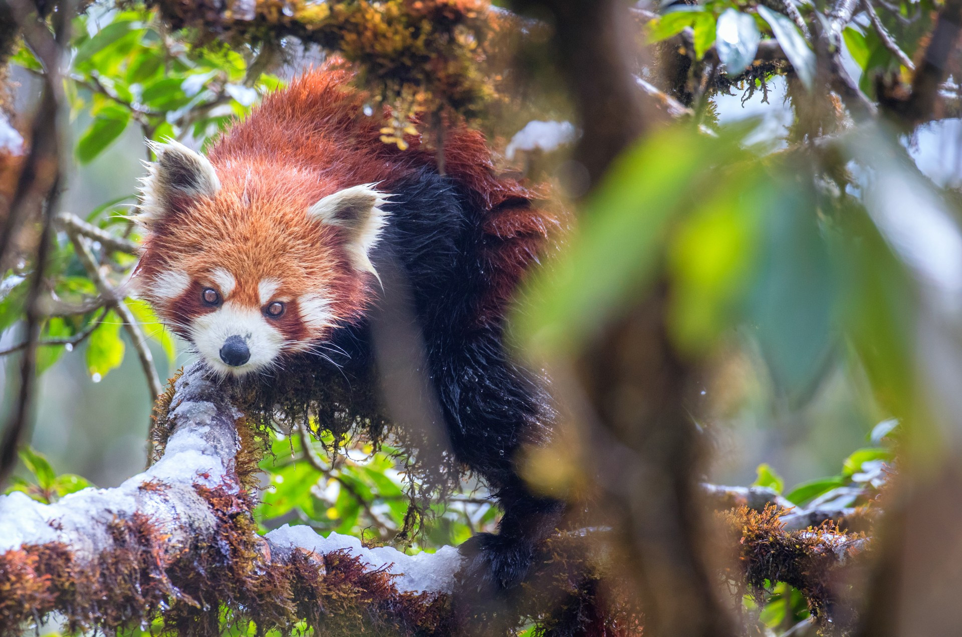 in snow | Nature Infocus