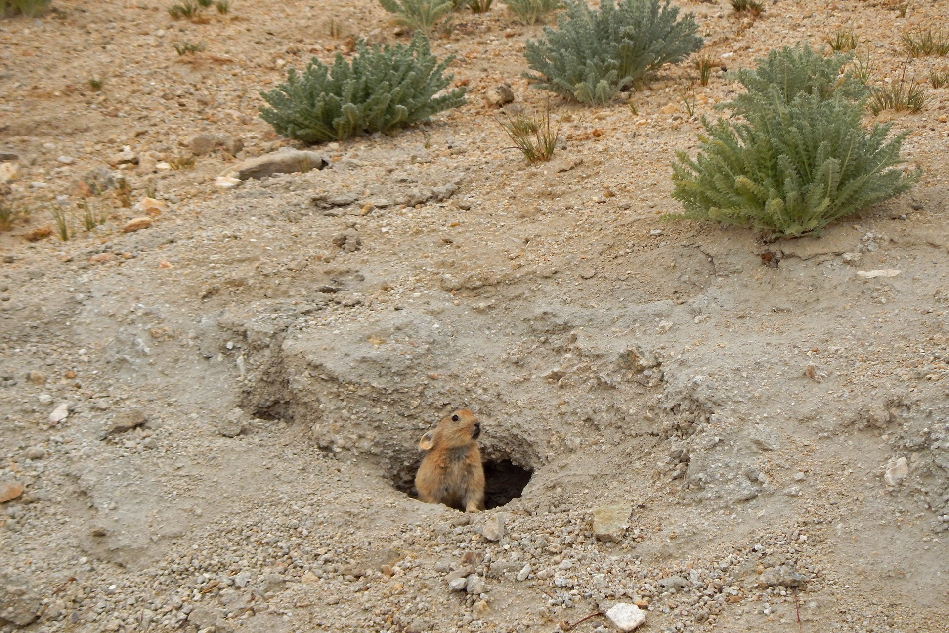 Pika in the dry high altitude habitat