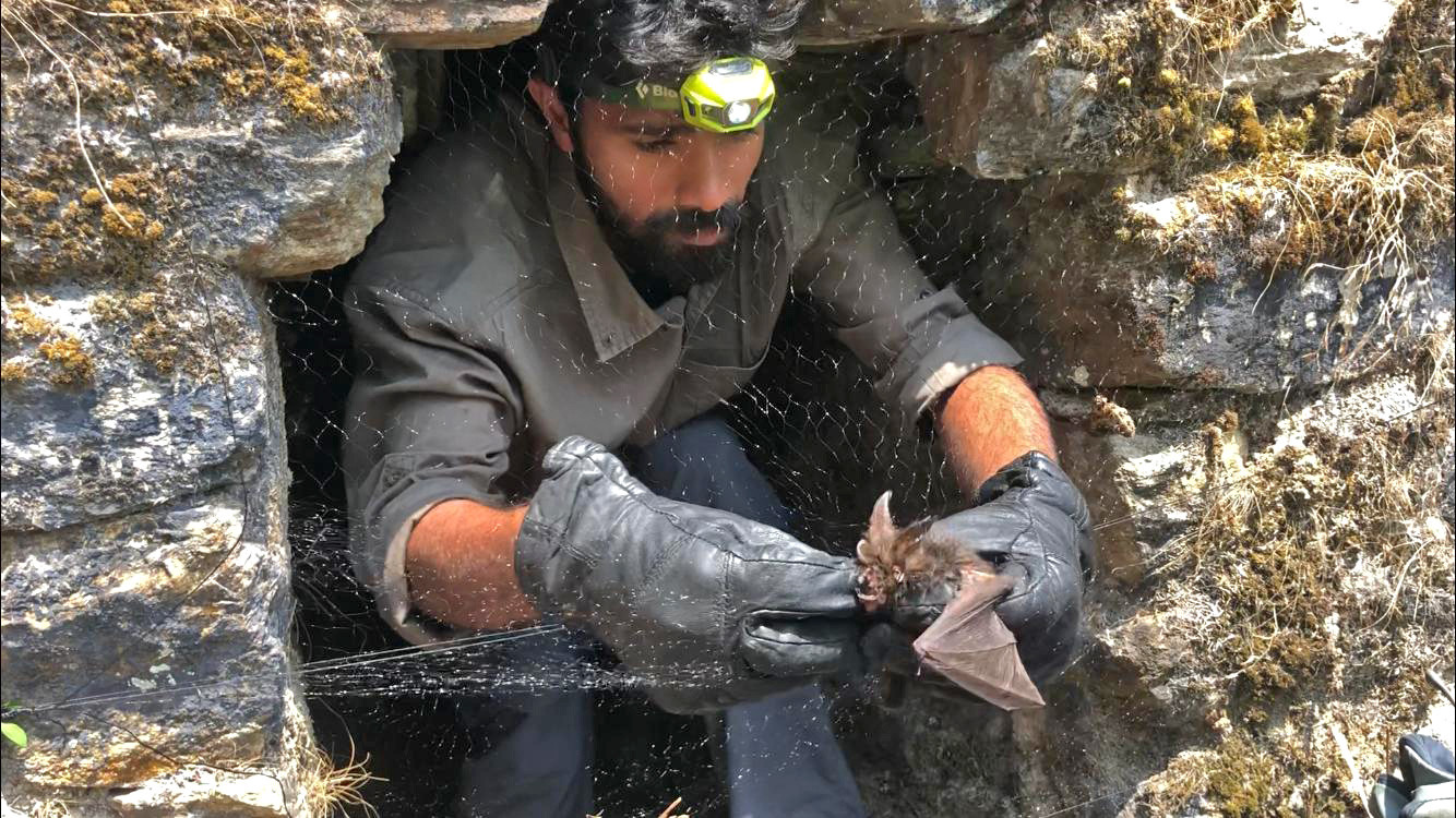 Bat researcher Rohit Chakravarty studying bats in the field