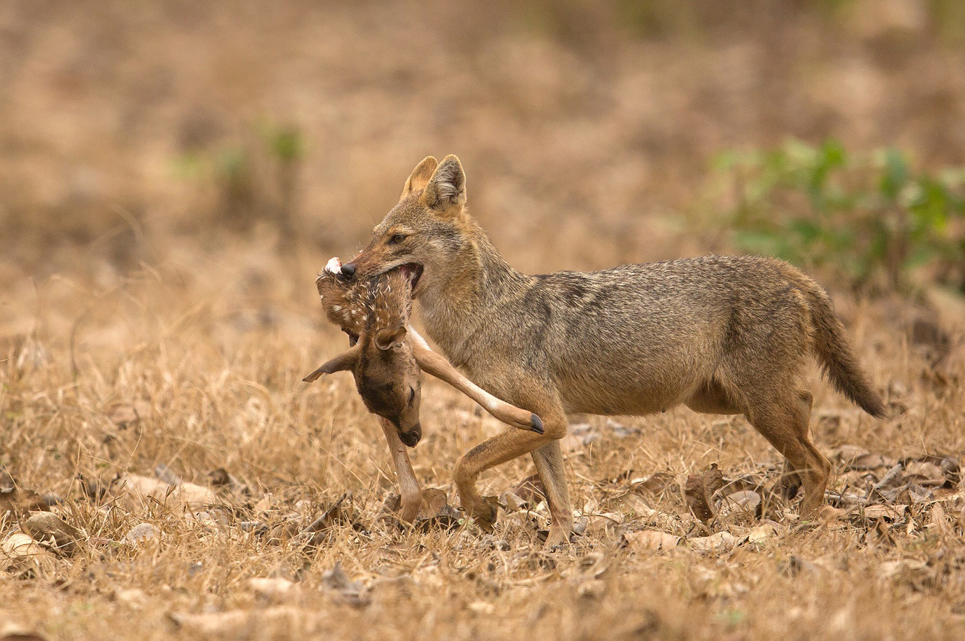 Golden Jackal with a Spotted Deer kill