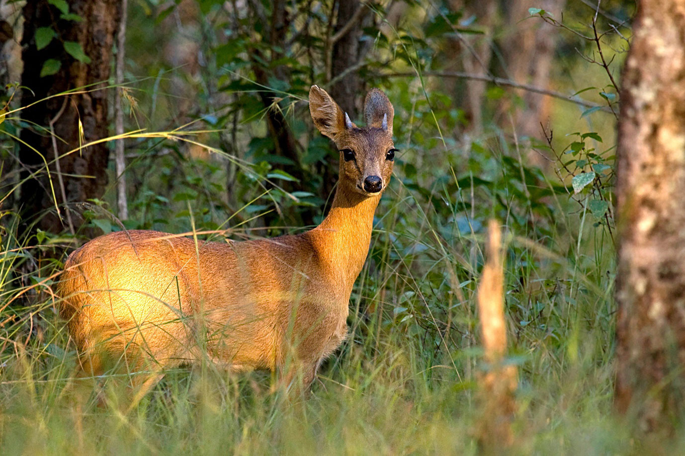 Four horned antelope or Chousingha in Cauvery Wildlife Sanctuary