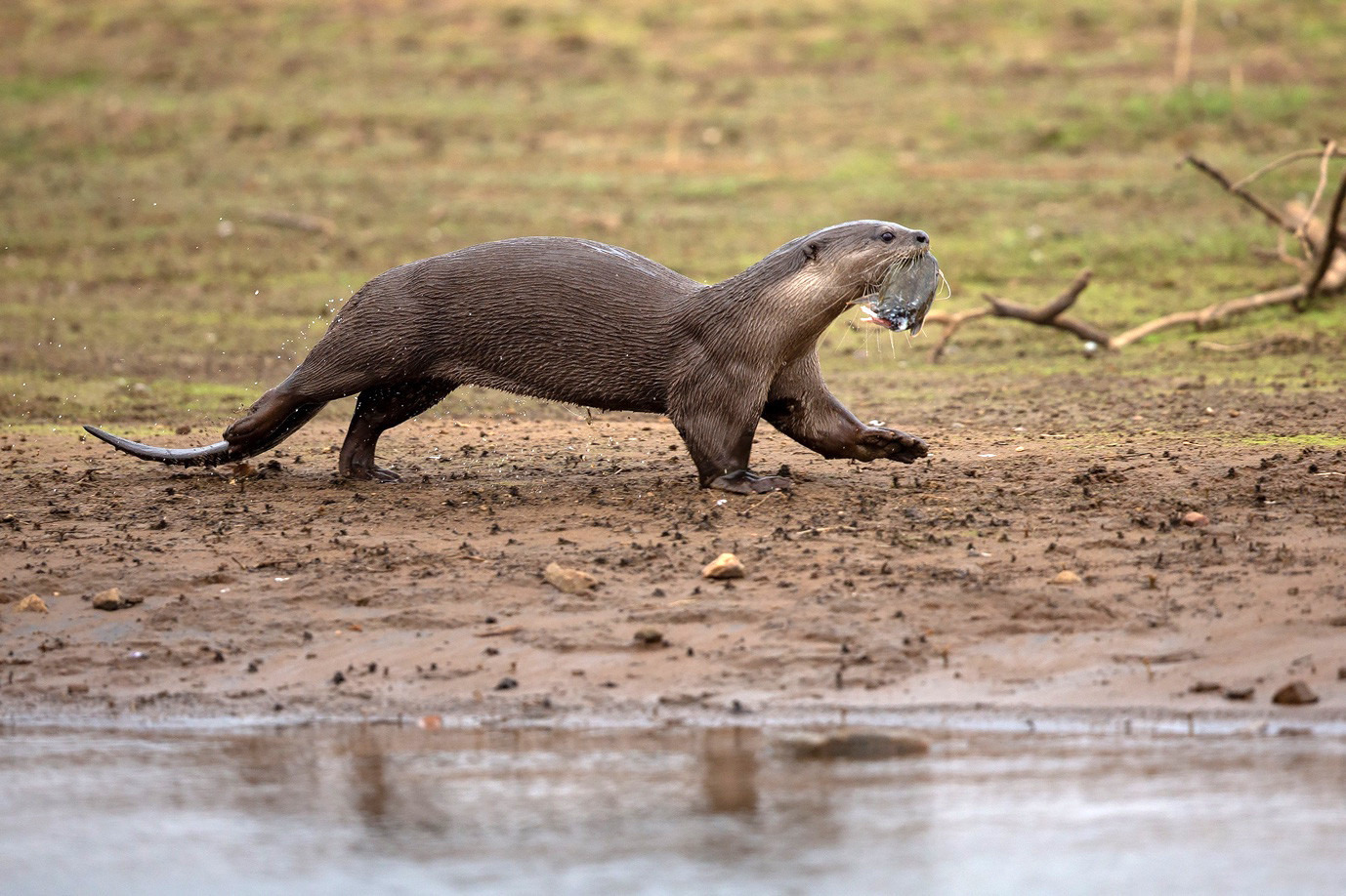 Smooth-coated Otter with fish on the banks of River Cauvery