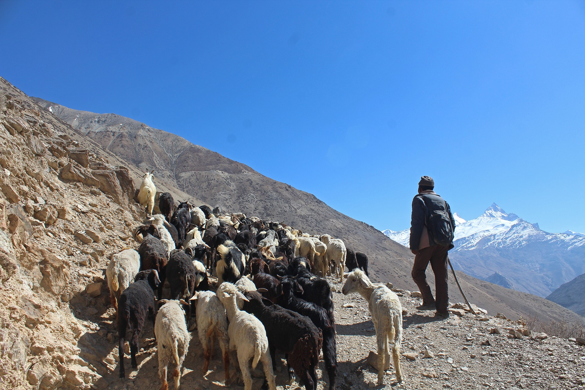 Livestock and herder in the Himalayas