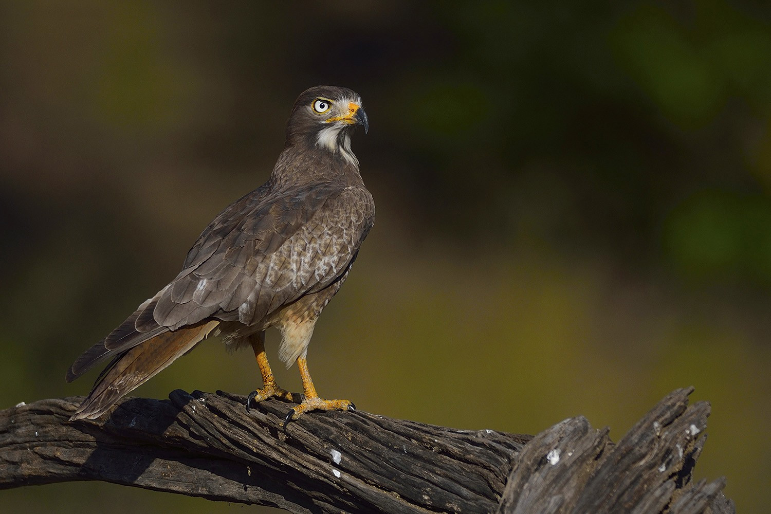    whiteeyedbuzzard dsc     | Nature Infocus