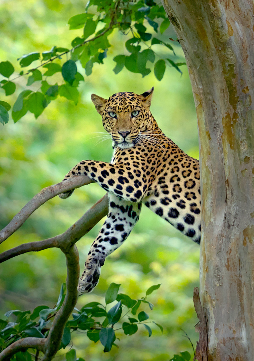        arvind karthik                  | Nature Infocus