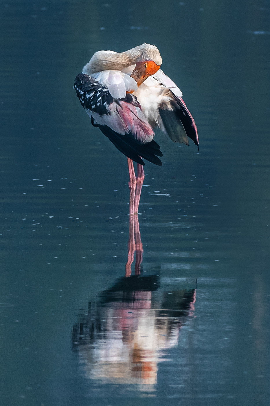 Painted Stork Mycteria leucocephala
