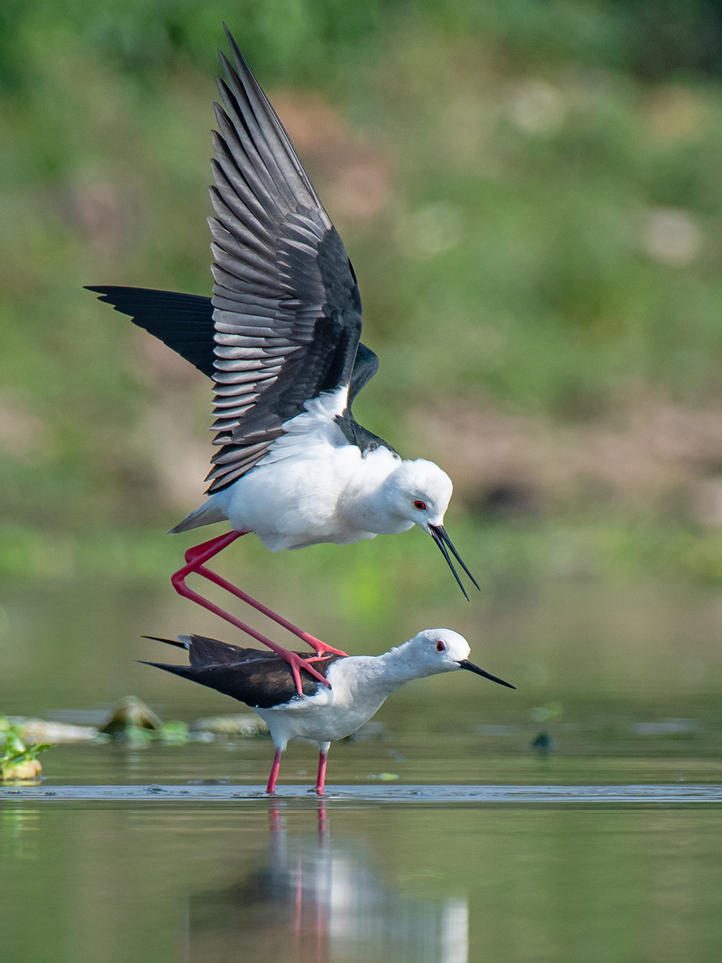 Black-winged Stilt Himantopus himantopus