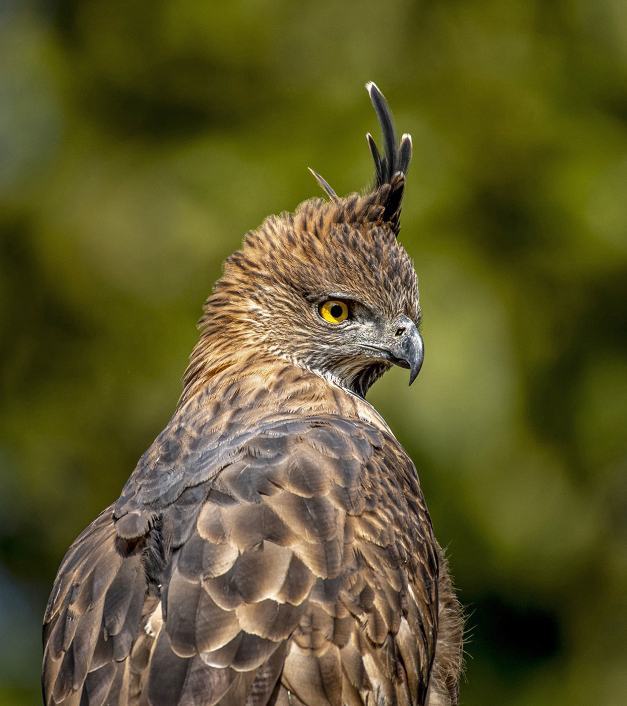 Crested Hawk-Eagle in Kanha National Park