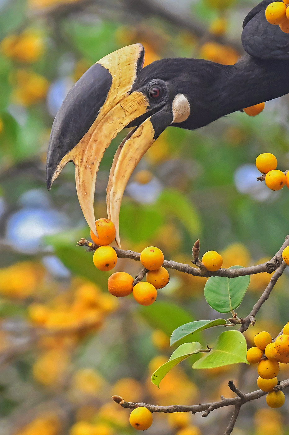 malabar pied hornbill eating ficus fruit in Dandeli Ganeshgudi Kali Tiger Reserve Karnataka