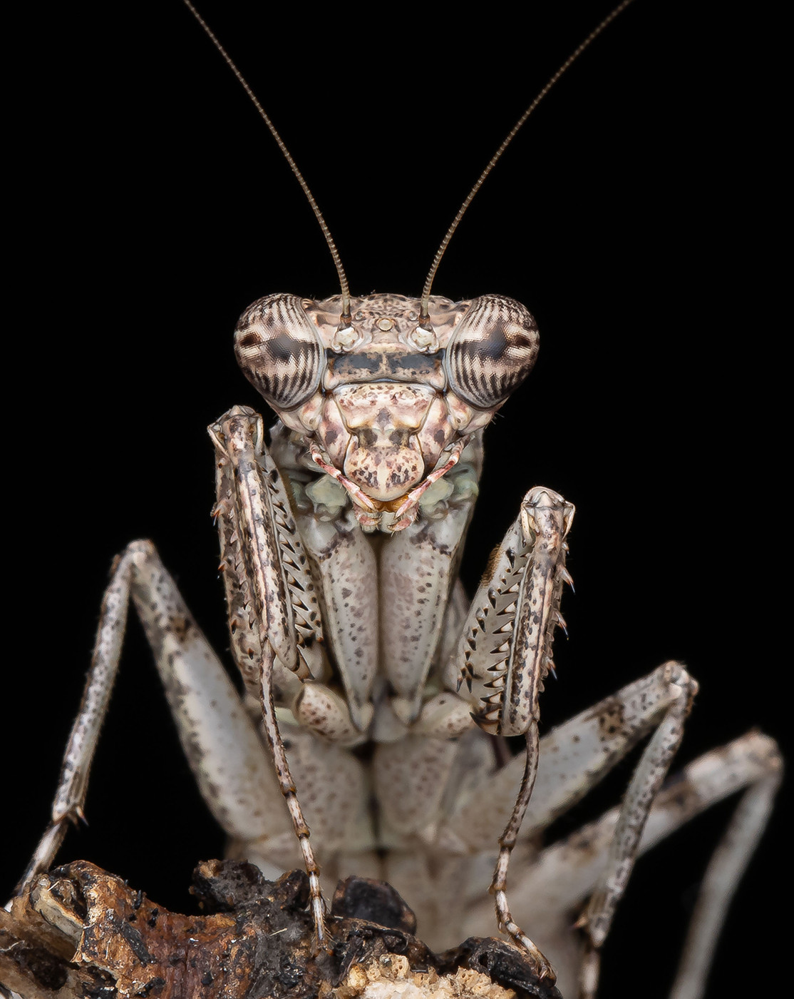 bark mantis photograph