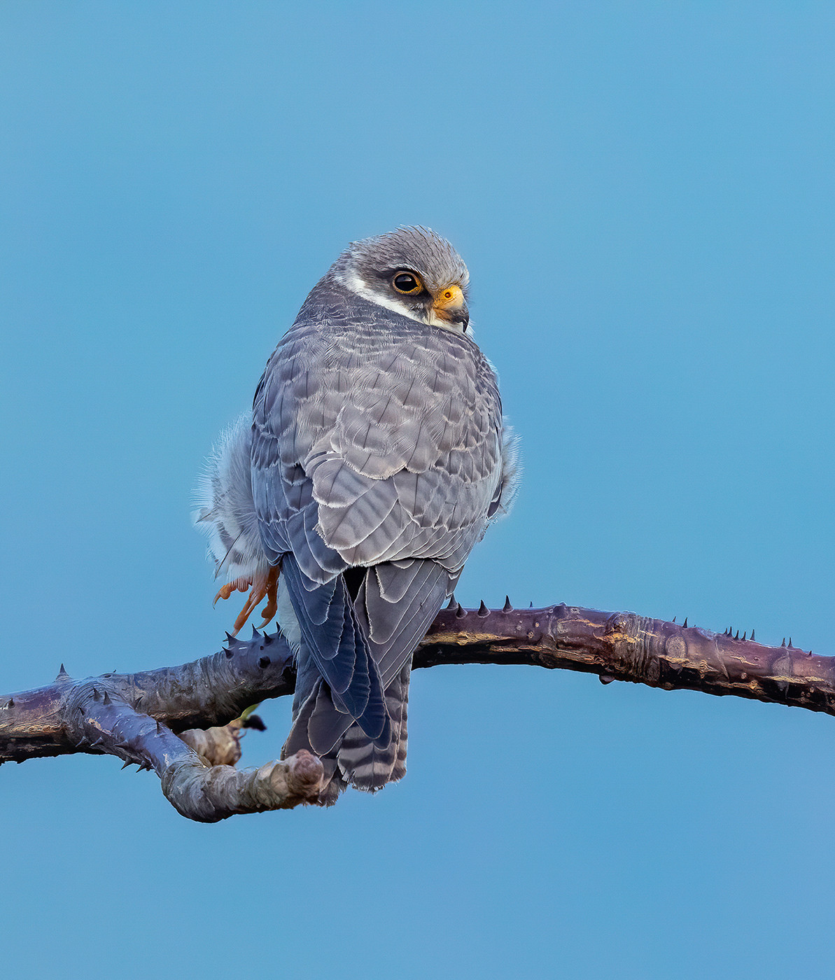 Amur Falcon Falco amurensis
