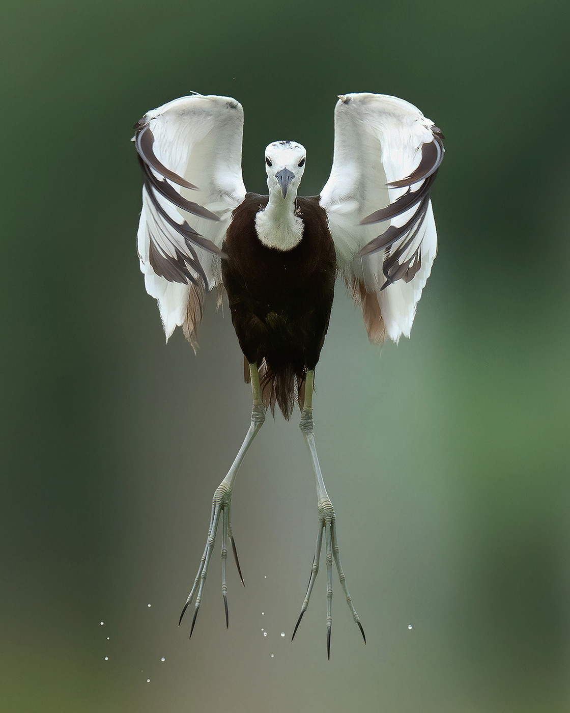 Pheasant-tailed Jacana Hydrophasianus chirurgus