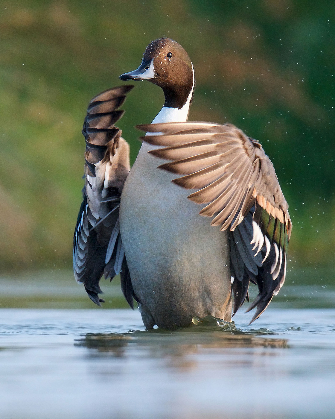 Northern Pintail Anas acuta