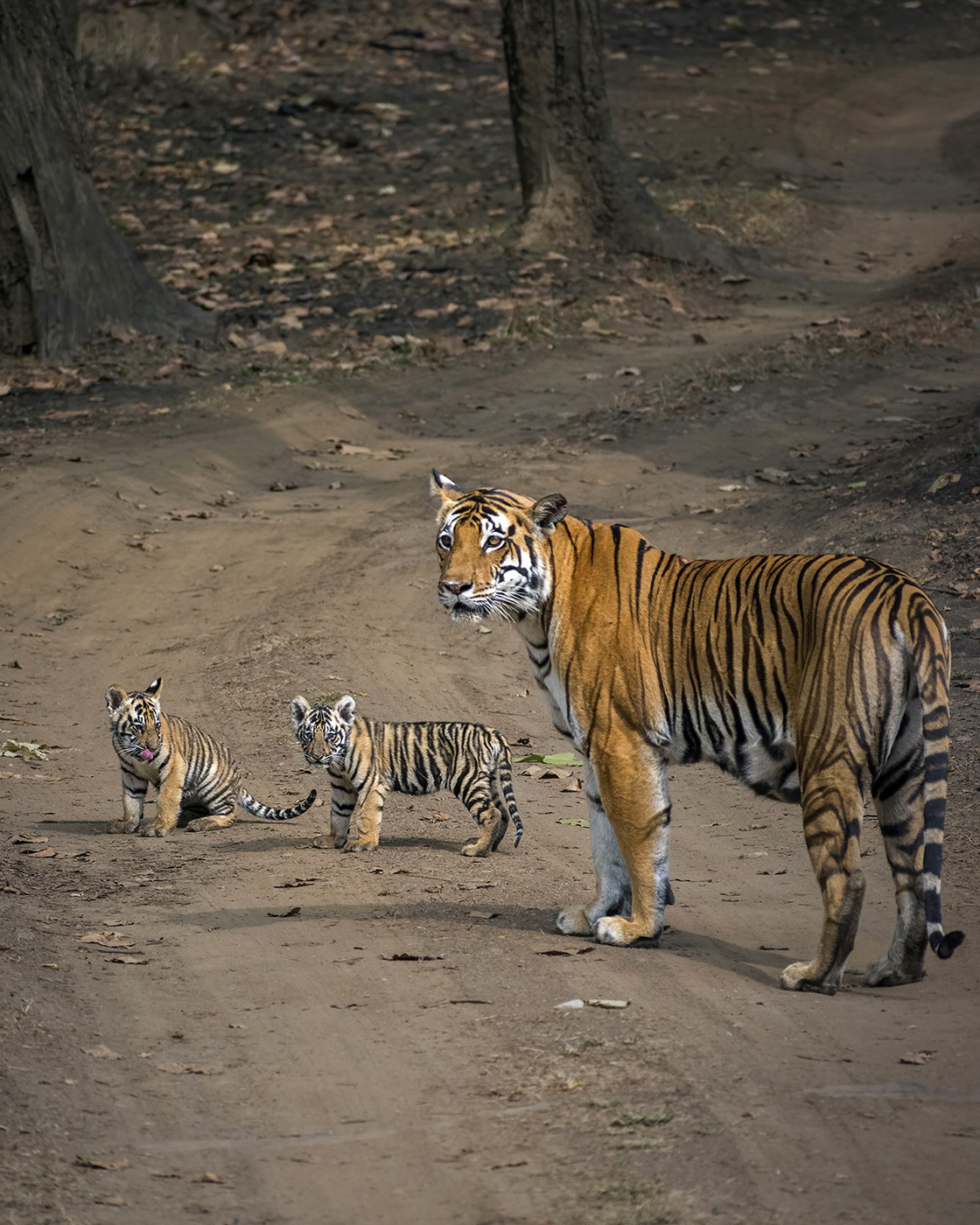 A female tiger with two cubs in Kanha National Park