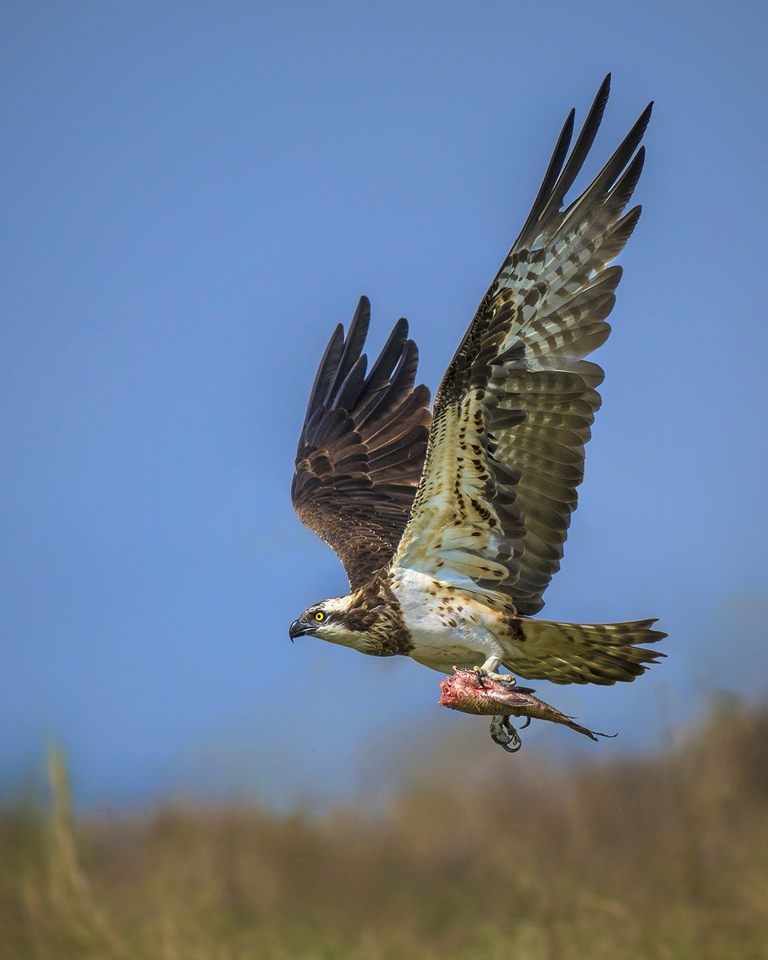 Osprey Pandion haliaetus