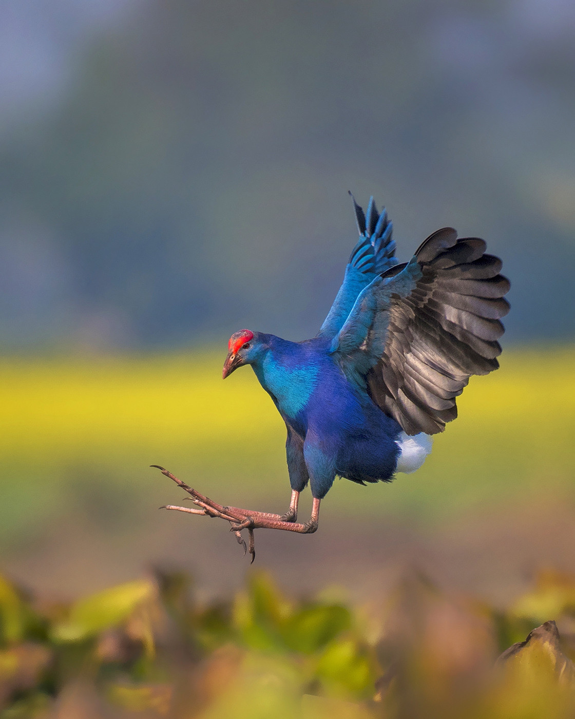 Grey-headed Swamphen Porphyrio poliocephalus