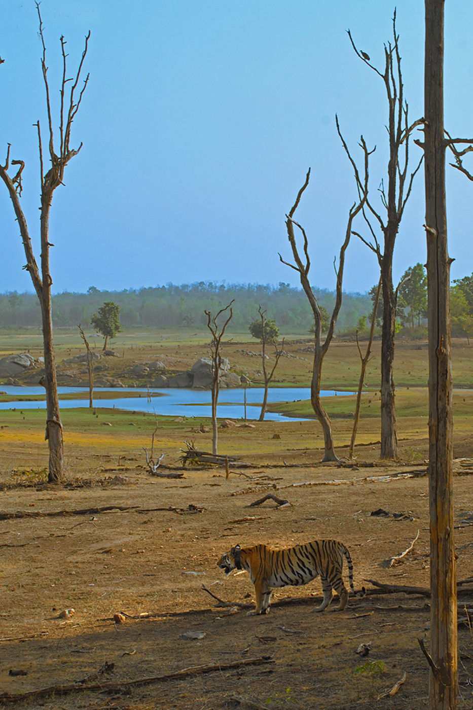 Collarwali dsc - Snapshots From Pench | Nature inFocus