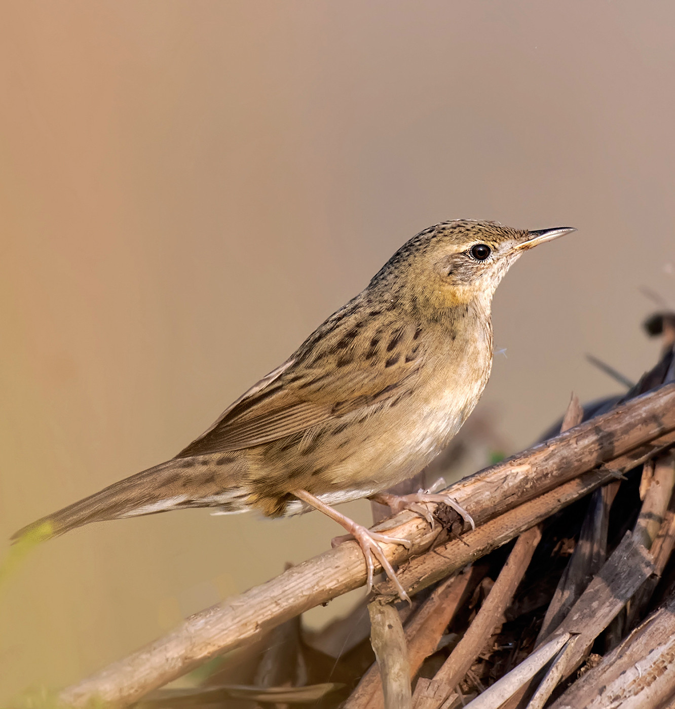 Common Grasshopper-Warbler Locustella naevia