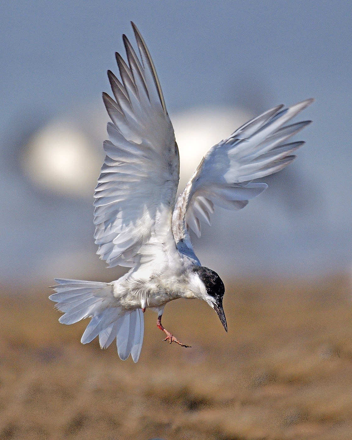 Whiskered Tern Chlidonias hybrida
