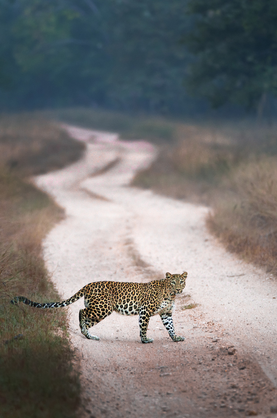 Dsc - Snapshots From Pench | Nature inFocus
