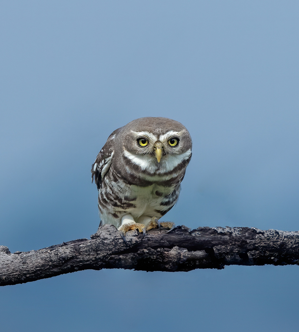 Forest Owlet Heteroglaux blewitti