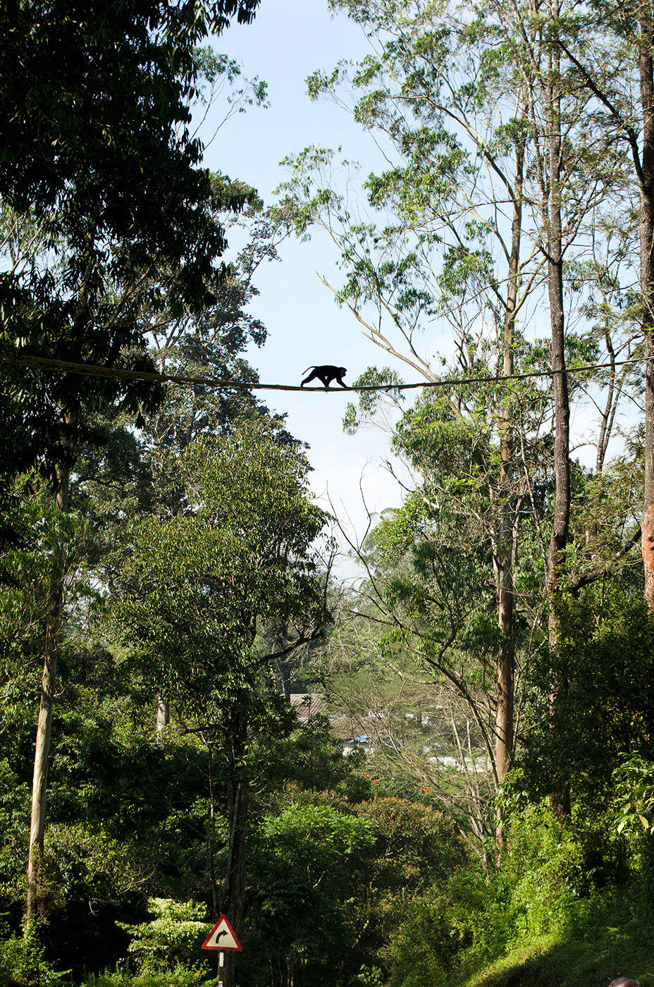 A lion tailed macaque on a canopy bridge in Valparai