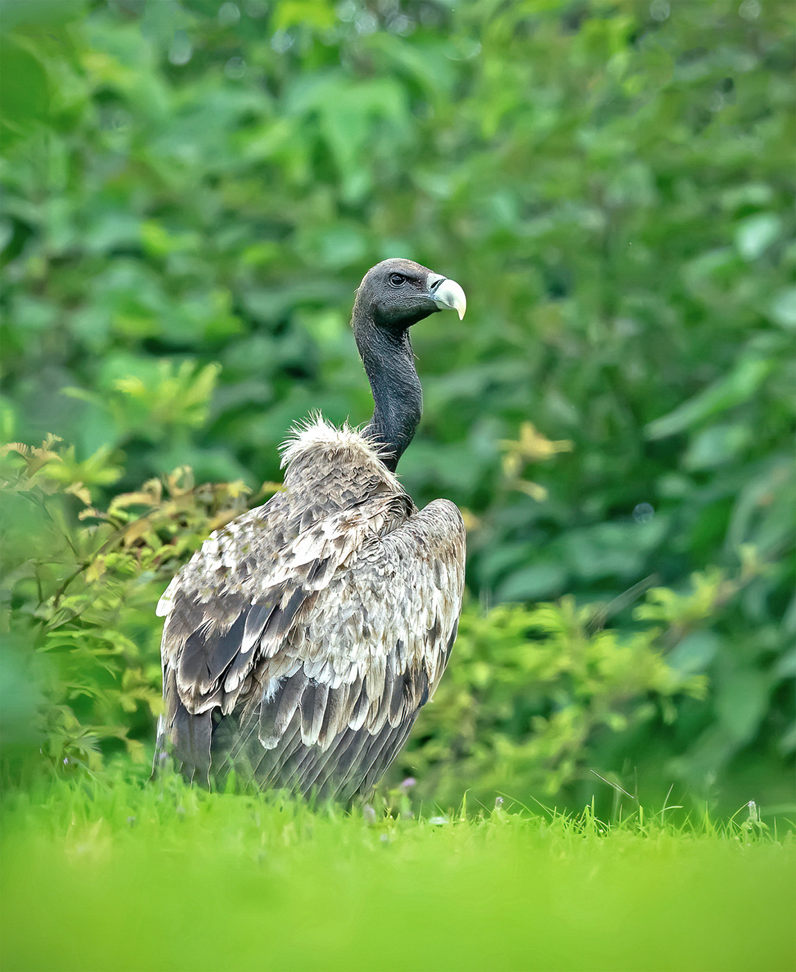 Indian Vulture Gyps indicus