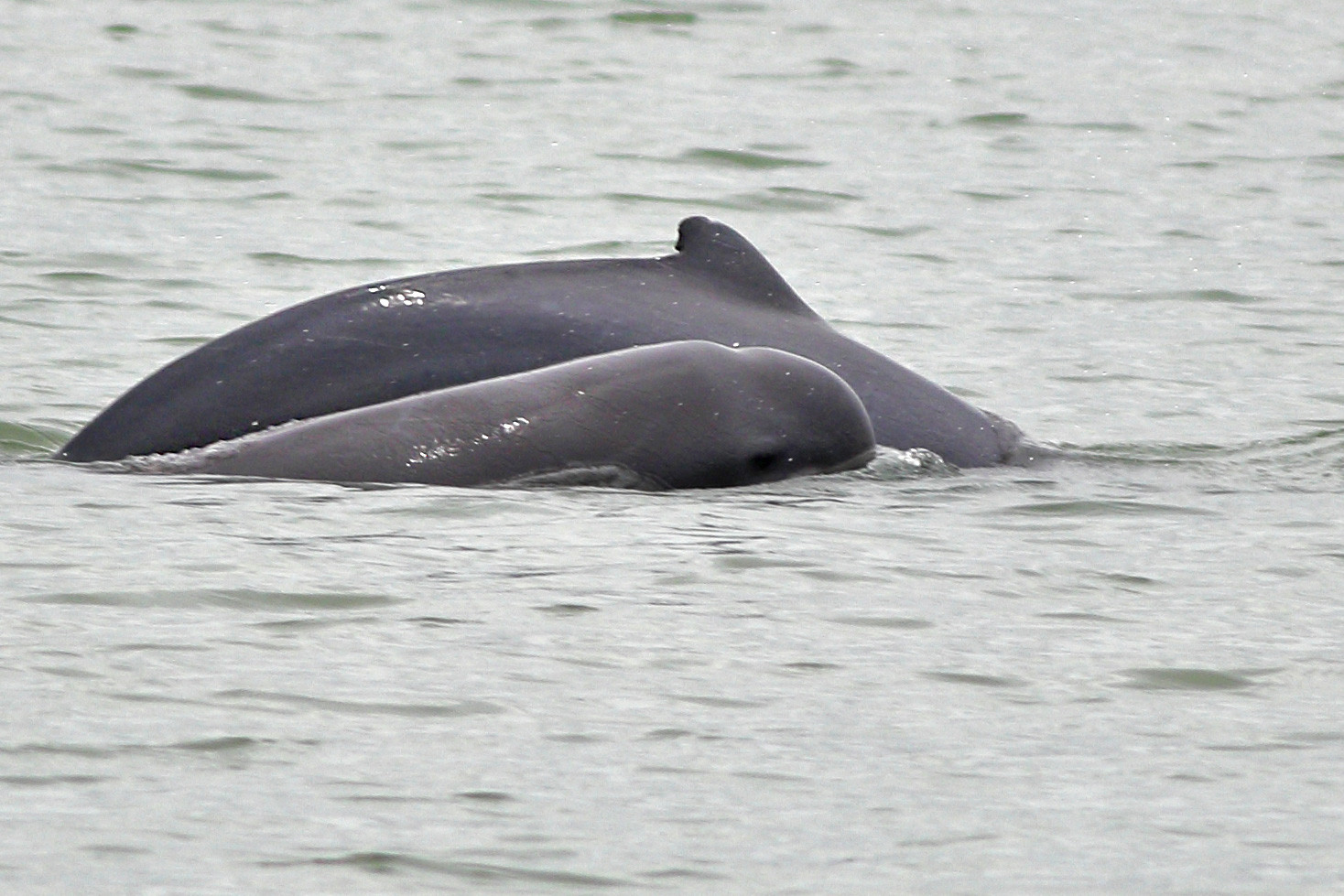 Irrawaddy Dolphin Sundarban | Nature Infocus