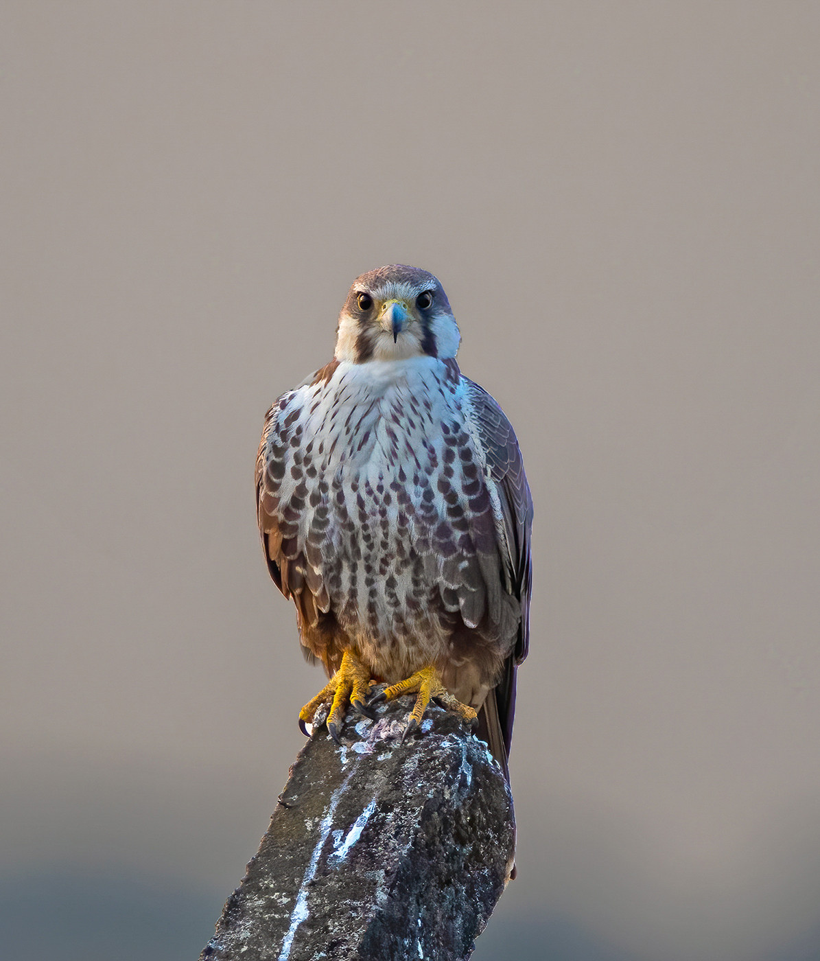 Laggar Falcon Falco jugger