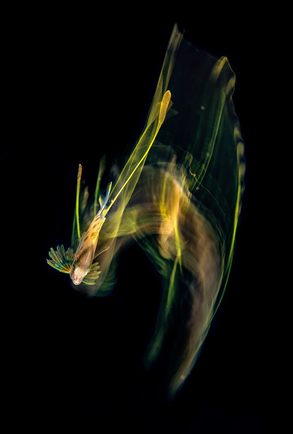Magnus lundgren mlu s v px srgb - Magnus Lundgren: Winner Of The Special Jury Award, Nature inFocus Photography Awards 2020 | Nature inFocus