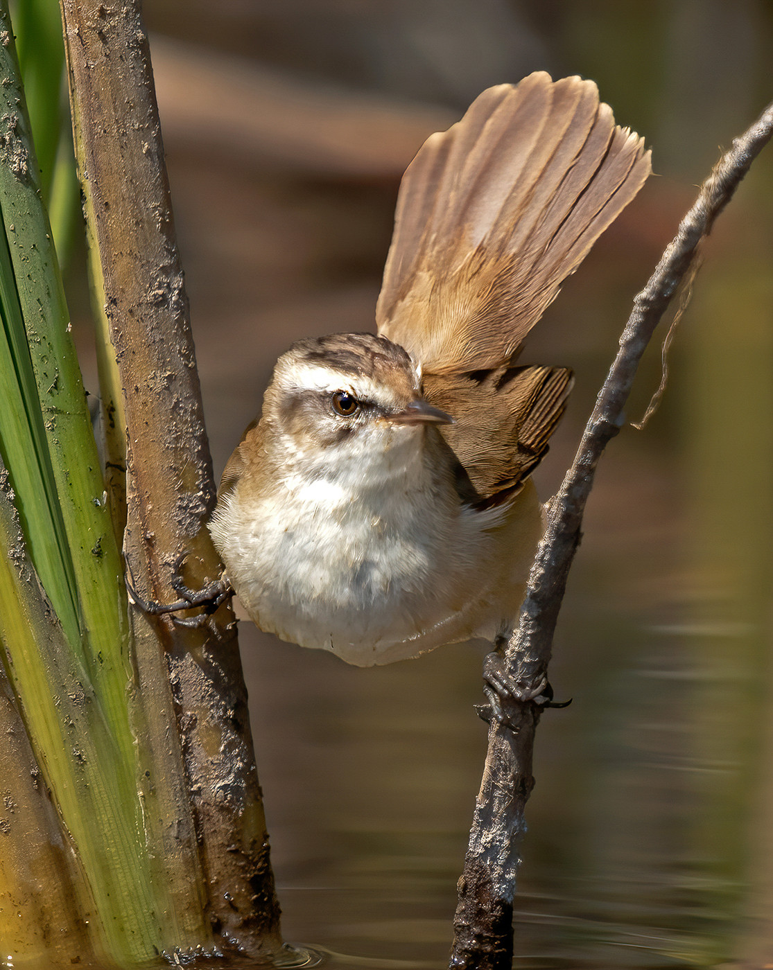 Moustached Warbler (Acrocephalus melanopogon)Moustached Warbler Acrocephalus melanopogon