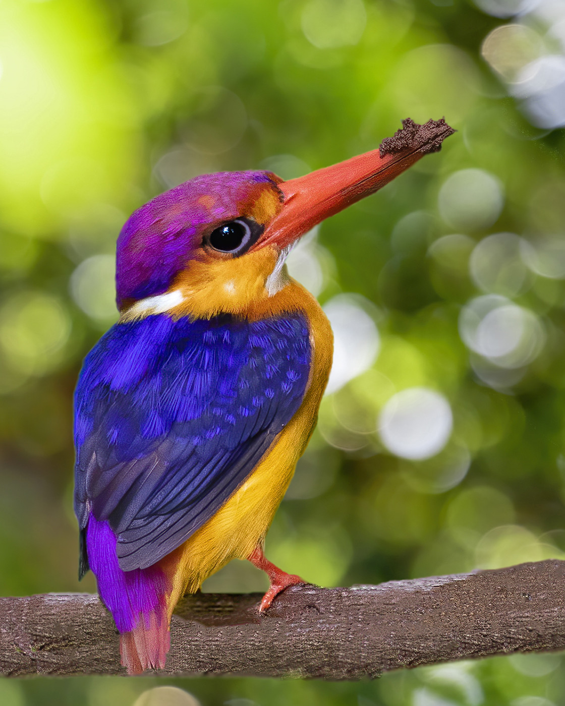 Oriental Dwarf Kingfisher Ceyx erithaca