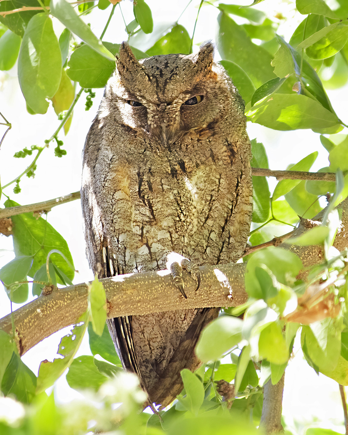 Oriental Scops-Owl Otus sunia