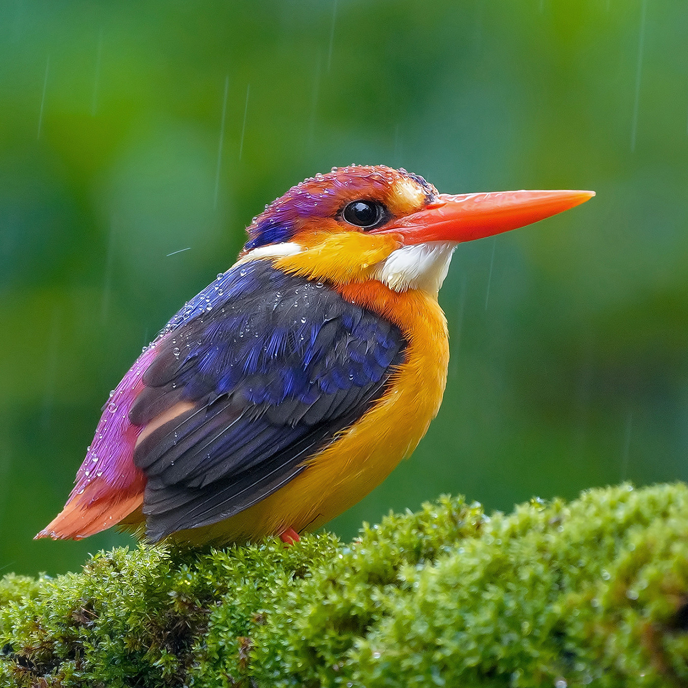 Oriental Dwarf Kingfisher Ceyx erithaca in Mulshi Maharashtra