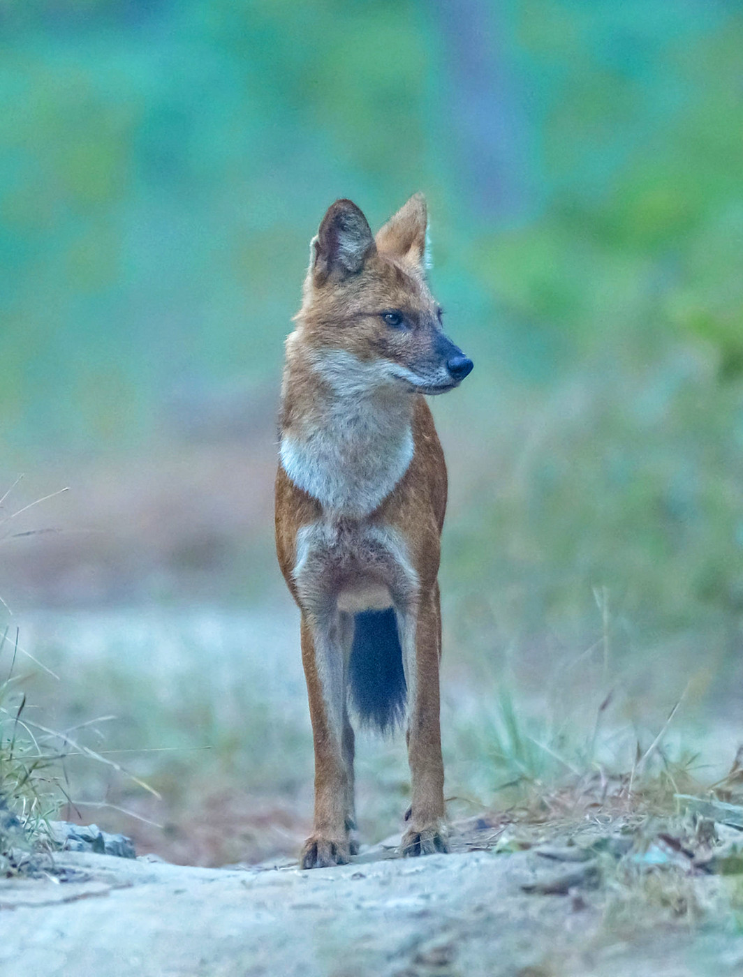Dhole or Wild Dog in Kanha Tiger Reserve