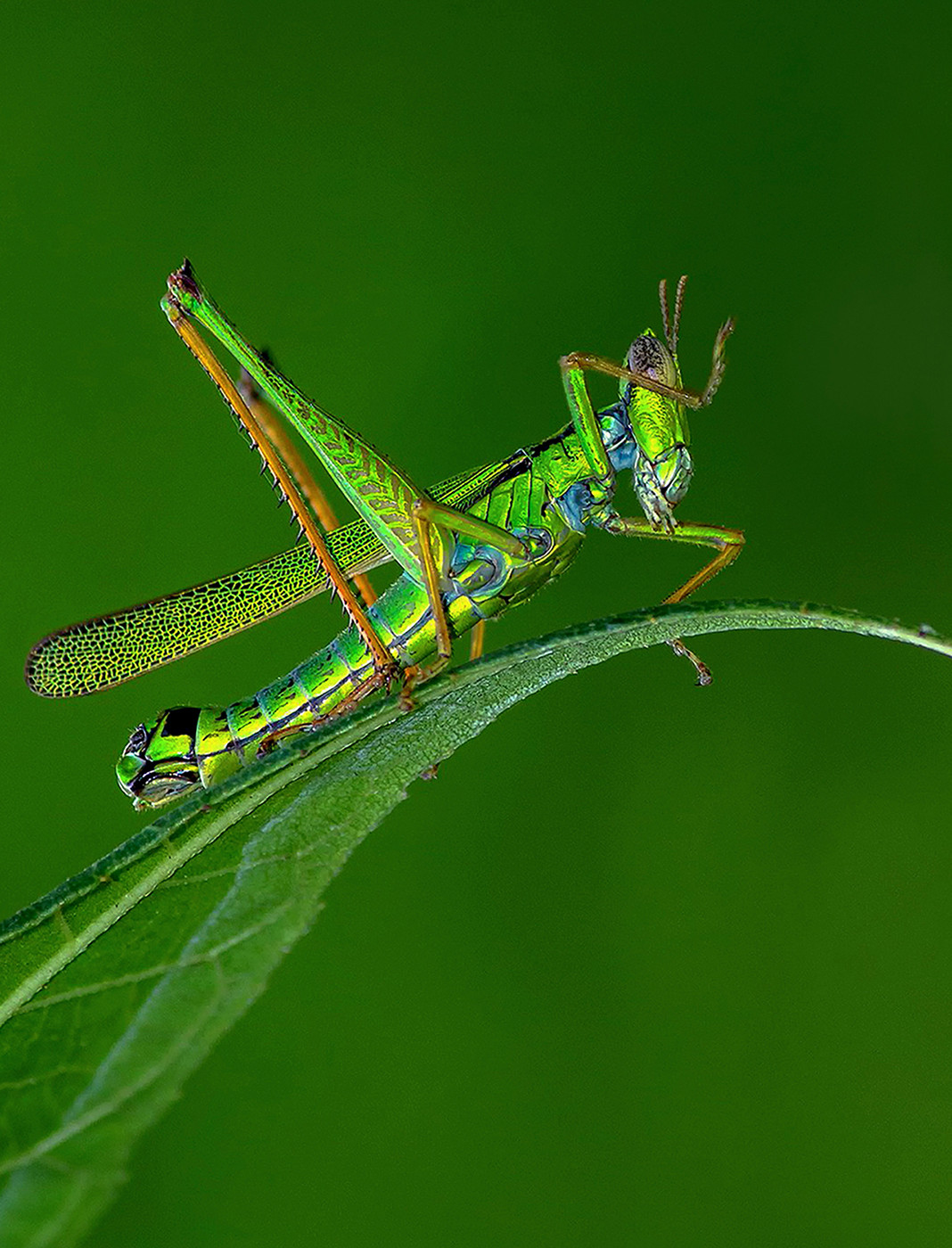 Matchstick Grasshopper