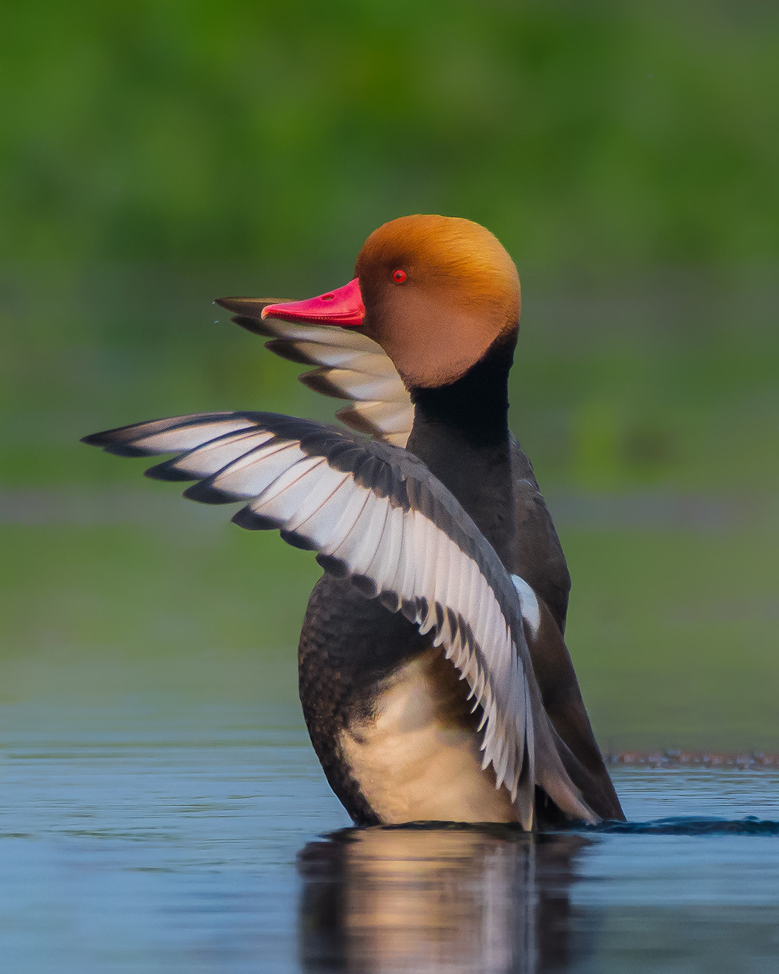 Red-crested Pochard Netta rufina