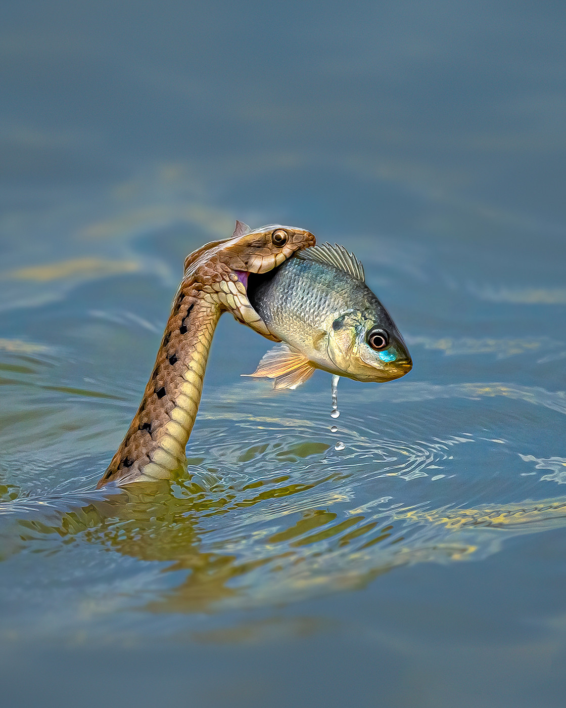 Senthilmurugan mayakrishnan - Top 20 Hive Photographs Of 2020 | Nature inFocus