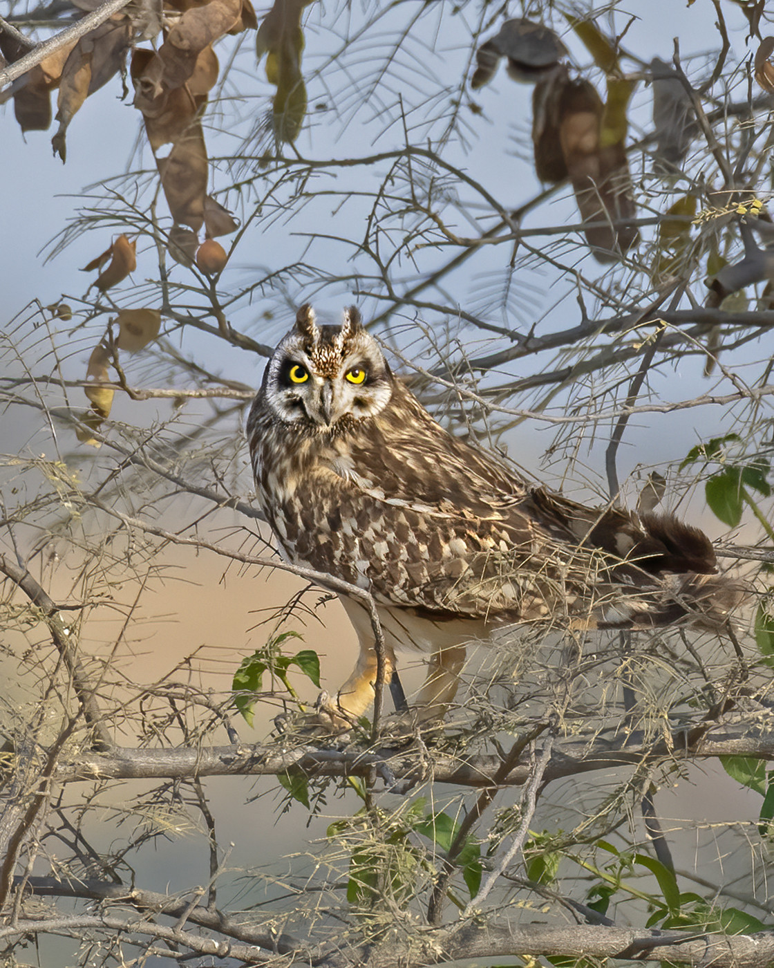 Short-eared Owl Asio flammeus
