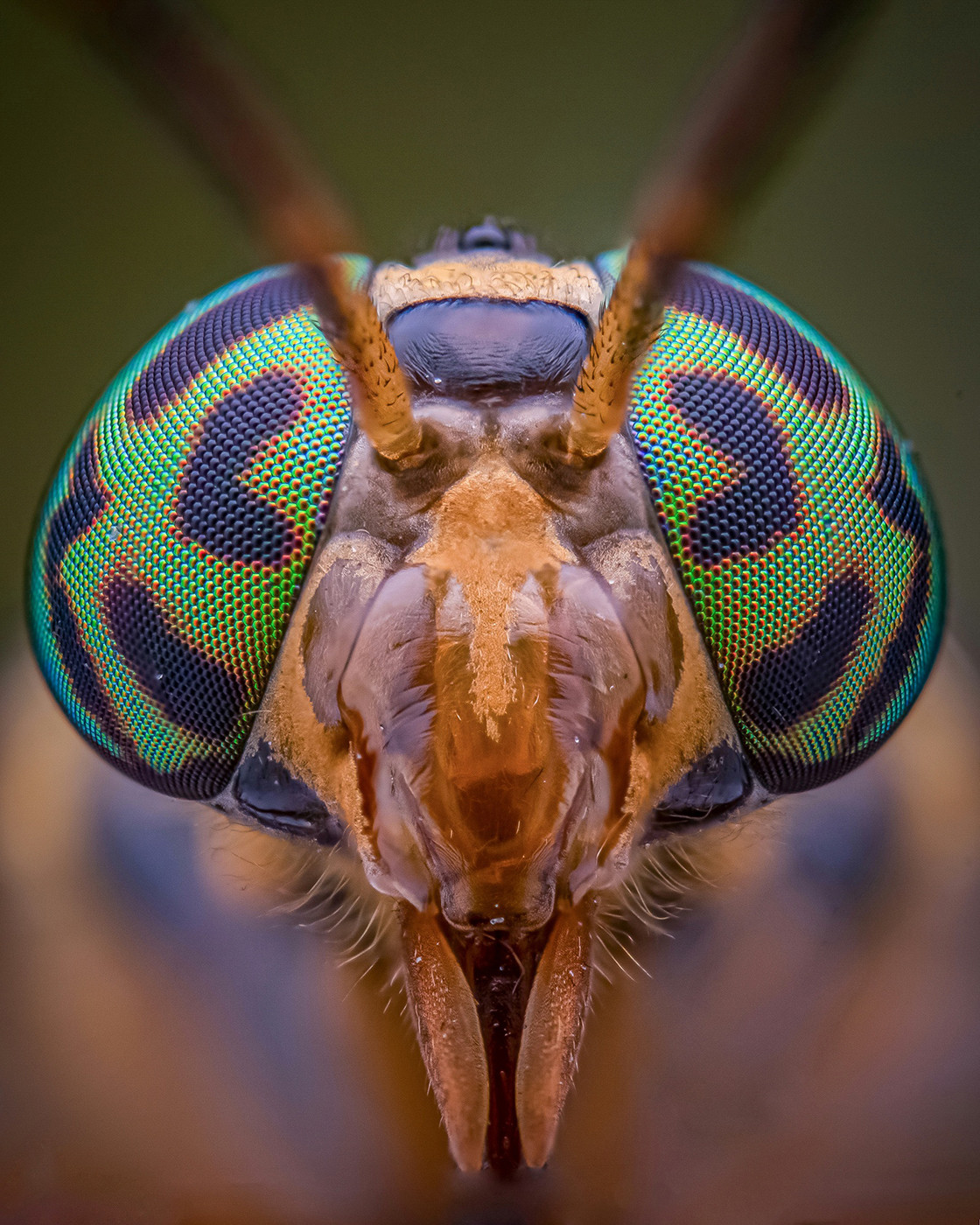 deer fly photograph