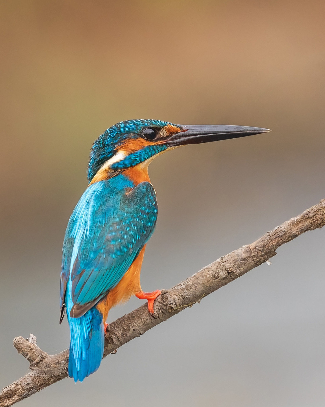 Common Kingfisher Alcedo atthis in Navi Mumbai