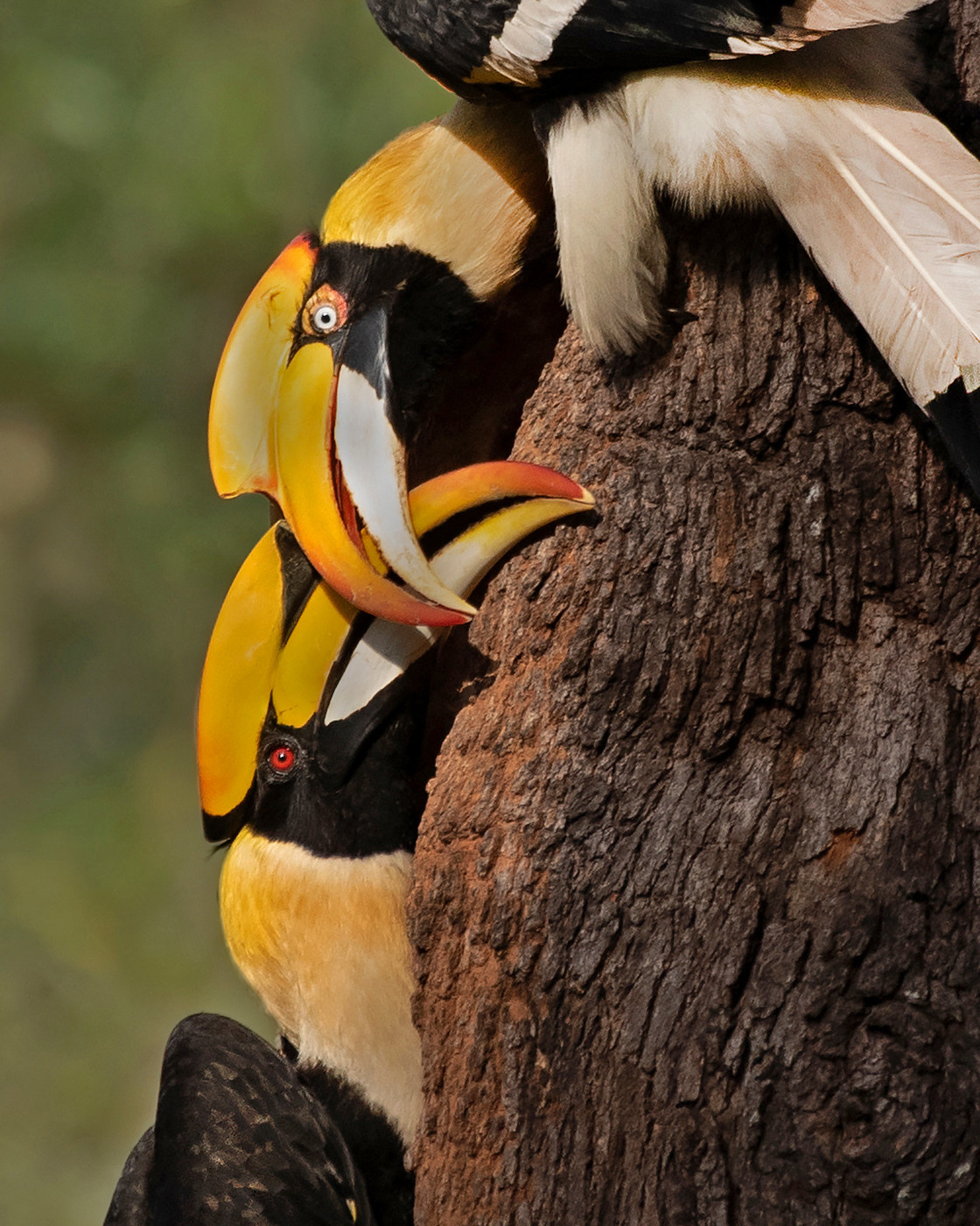 Great Hornbill courtship display