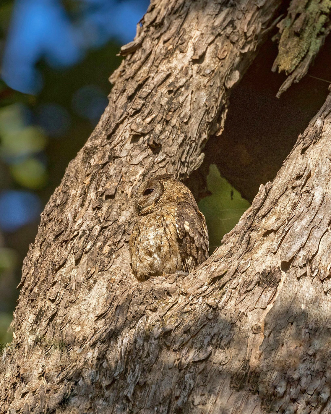 Indian Scops Owl in Kanha National Park
