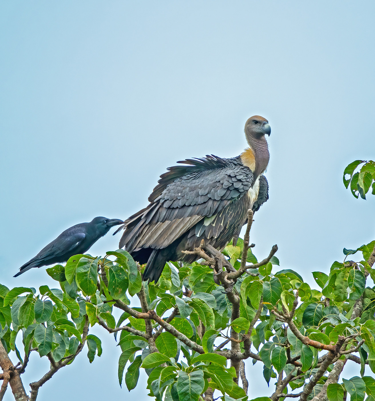 White-rumped Vulture Gyps bengalensis