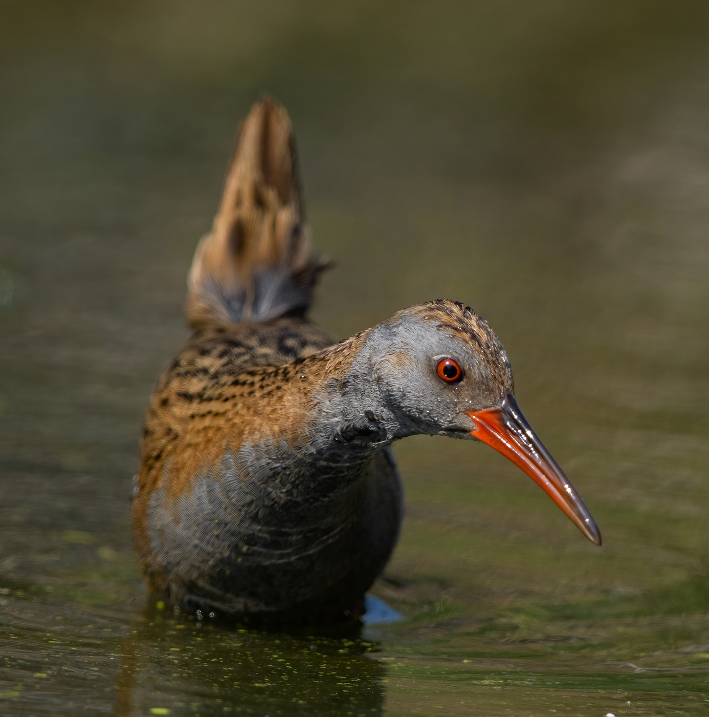 Water Rail Rallus aquaticus)\