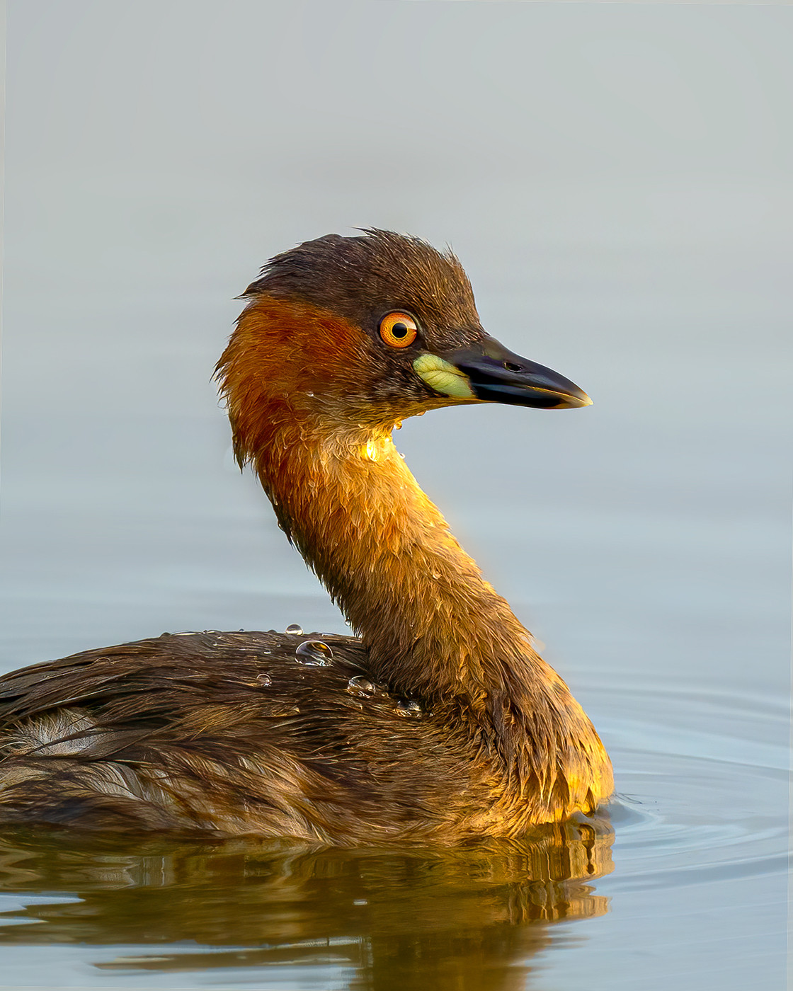 Little Grebe Tachybaptus ruficollis