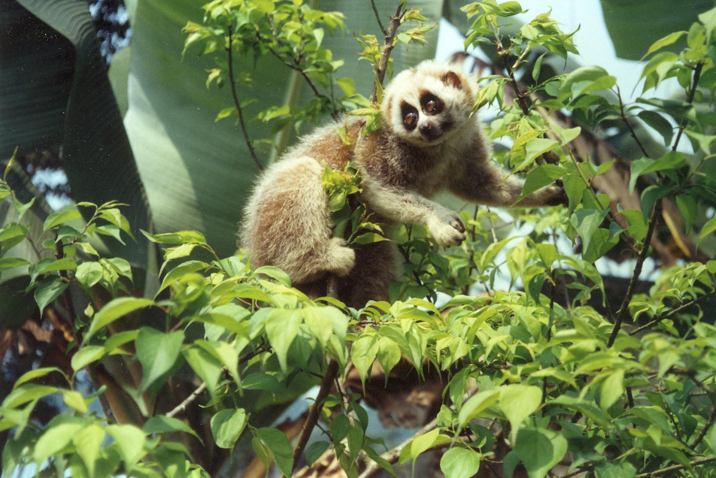 Nycticebus bengalensis sub adult - Seven Of India's Primate Species Are In Danger | Nature inFocus