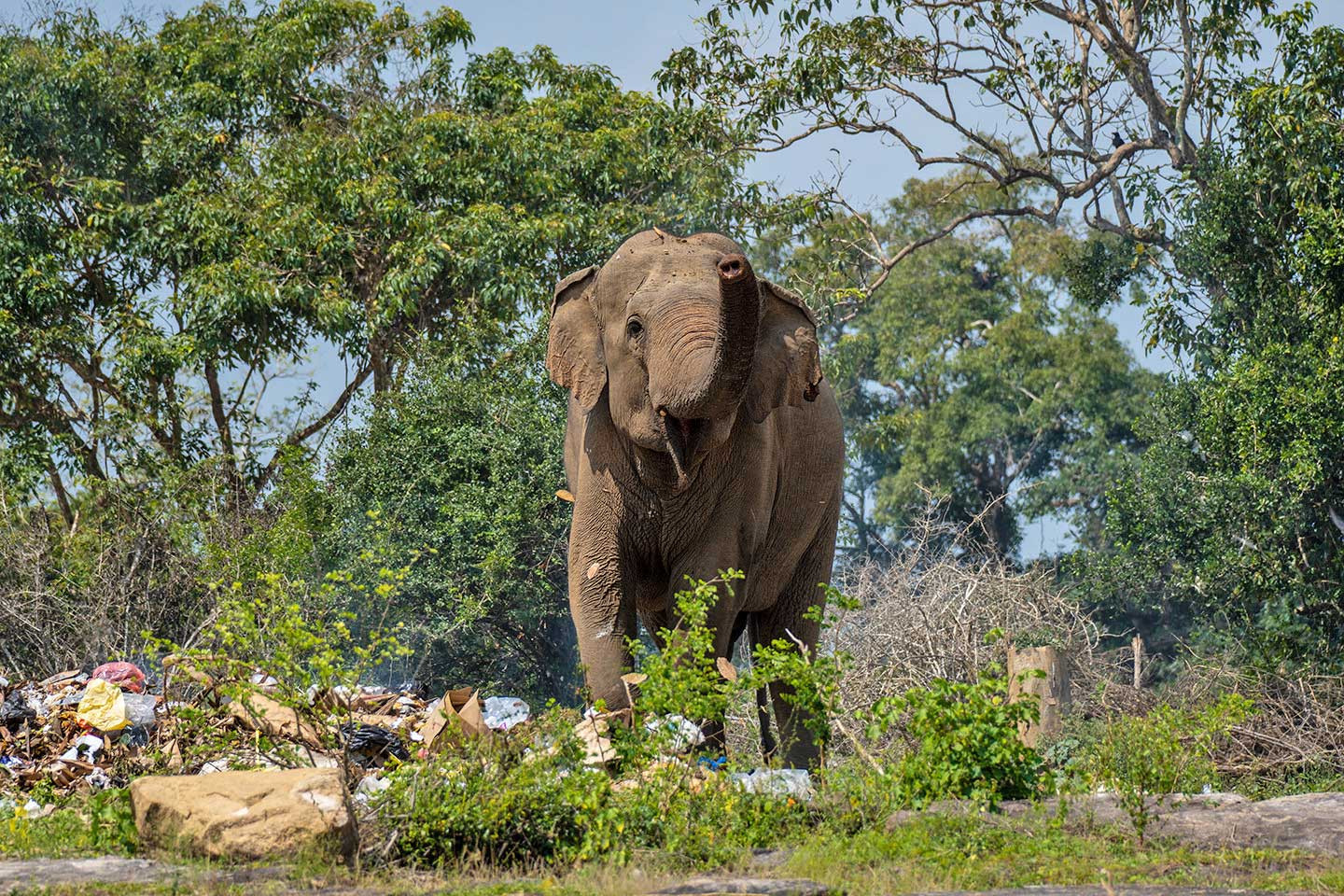 Wild elephant in a garbage dump in Sri Lanka