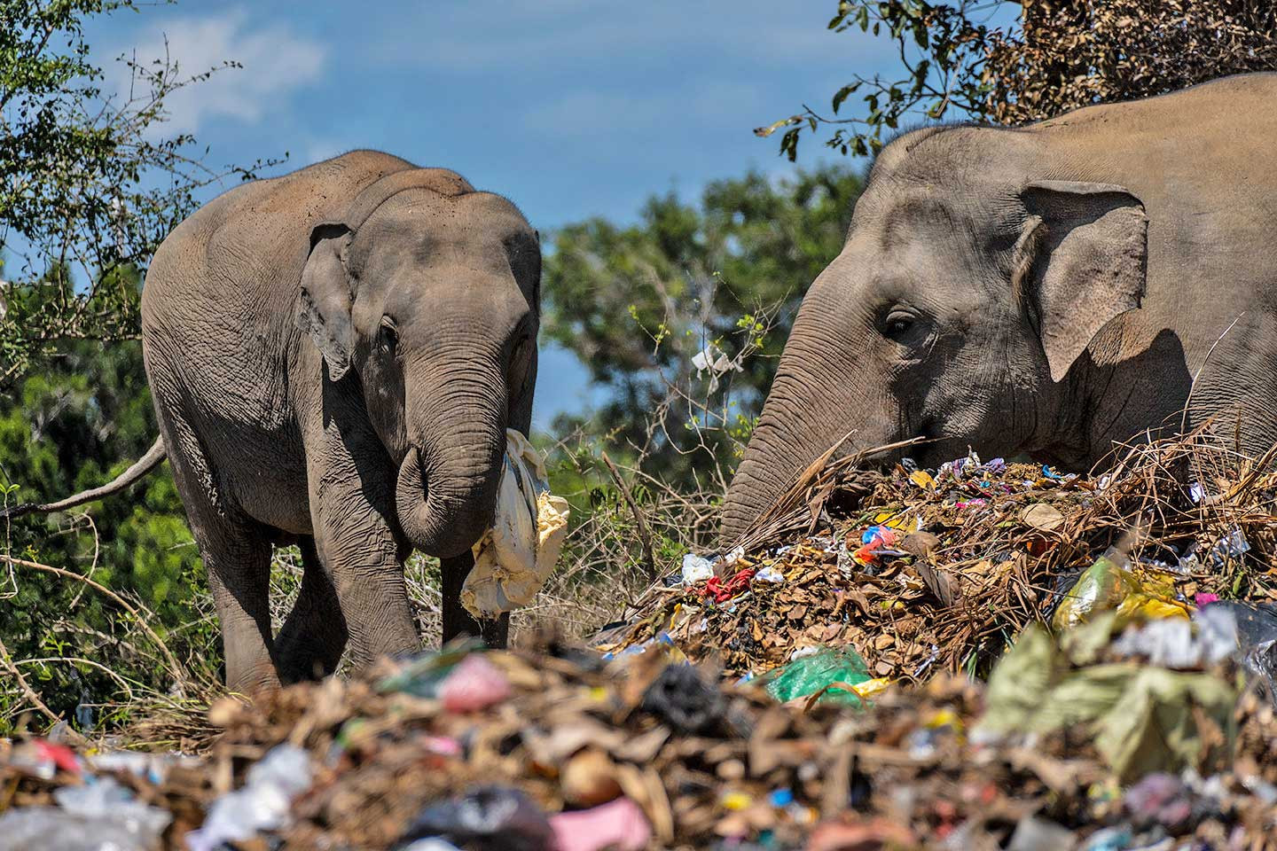 Elephants feeding on plastic bags in Sri Lanka