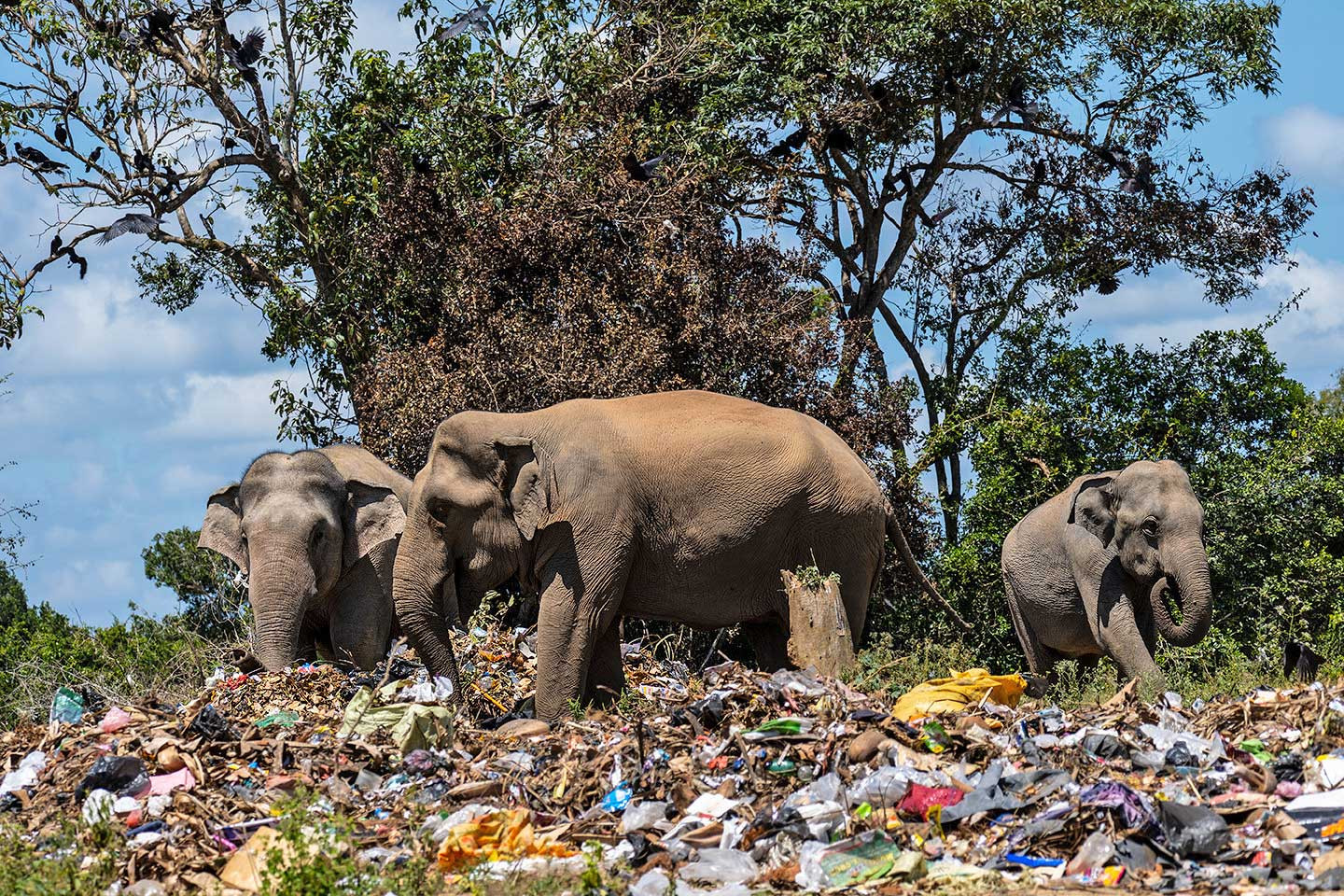Elephant herd in a garbage dump in Sri Lanka